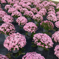 Indlæs billede i gallerivisning, Chrysantemum – store kugleformede efterårsblomster i valgfri farve