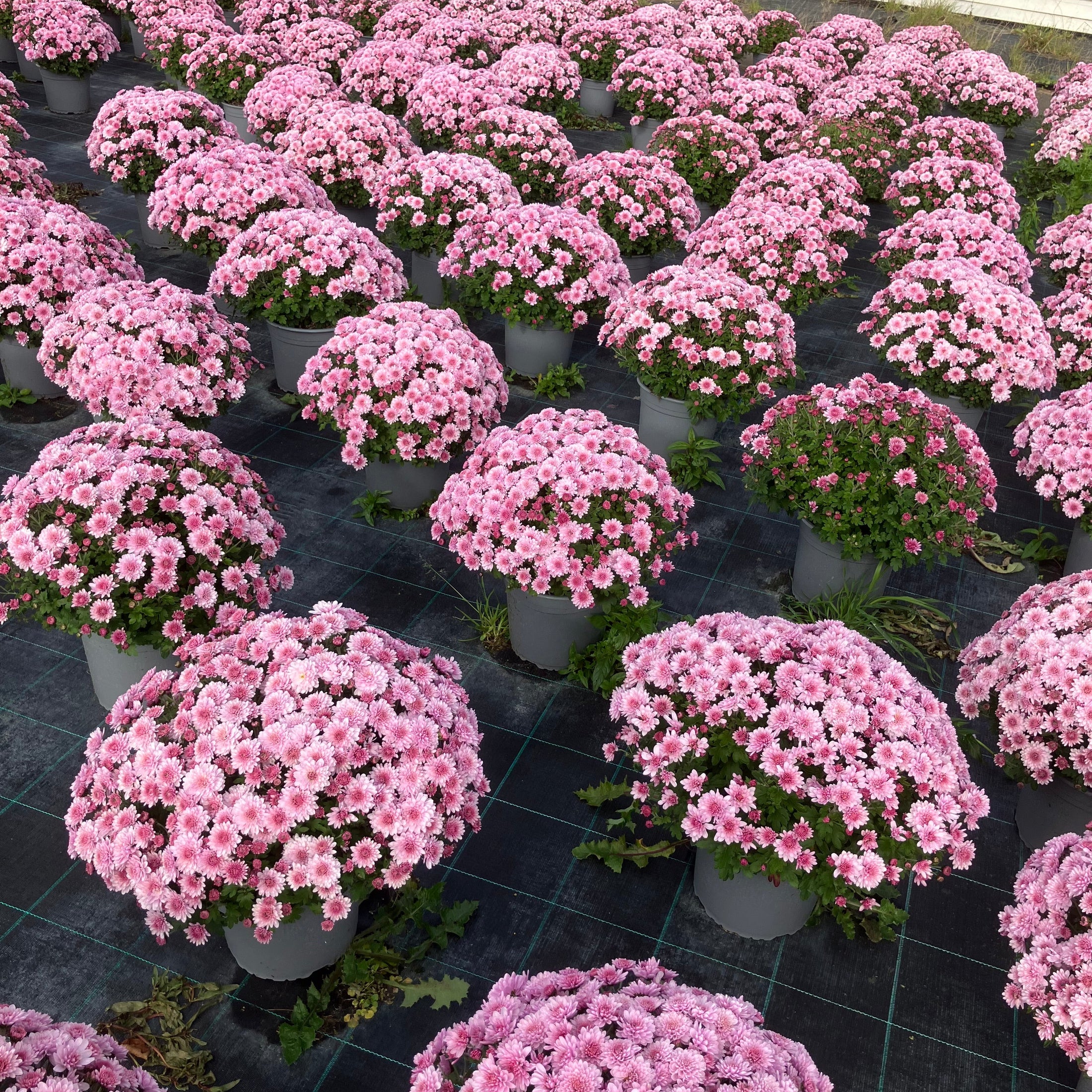 Chrysantemum – store kugleformede efterårsblomster i valgfri farve