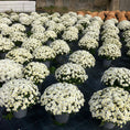 Indlæs billede i gallerivisning, Chrysantemum – store kugleformede efterårsblomster i valgfri farve