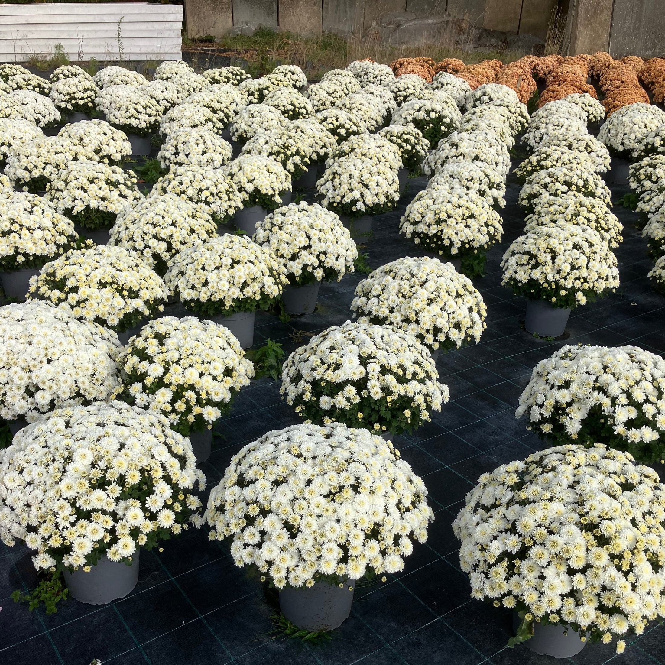 Chrysantemum – store kugleformede efterårsblomster i valgfri farve