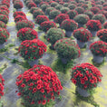 Indlæs billede i gallerivisning, Chrysantemum – store kugleformede efterårsblomster i valgfri farve