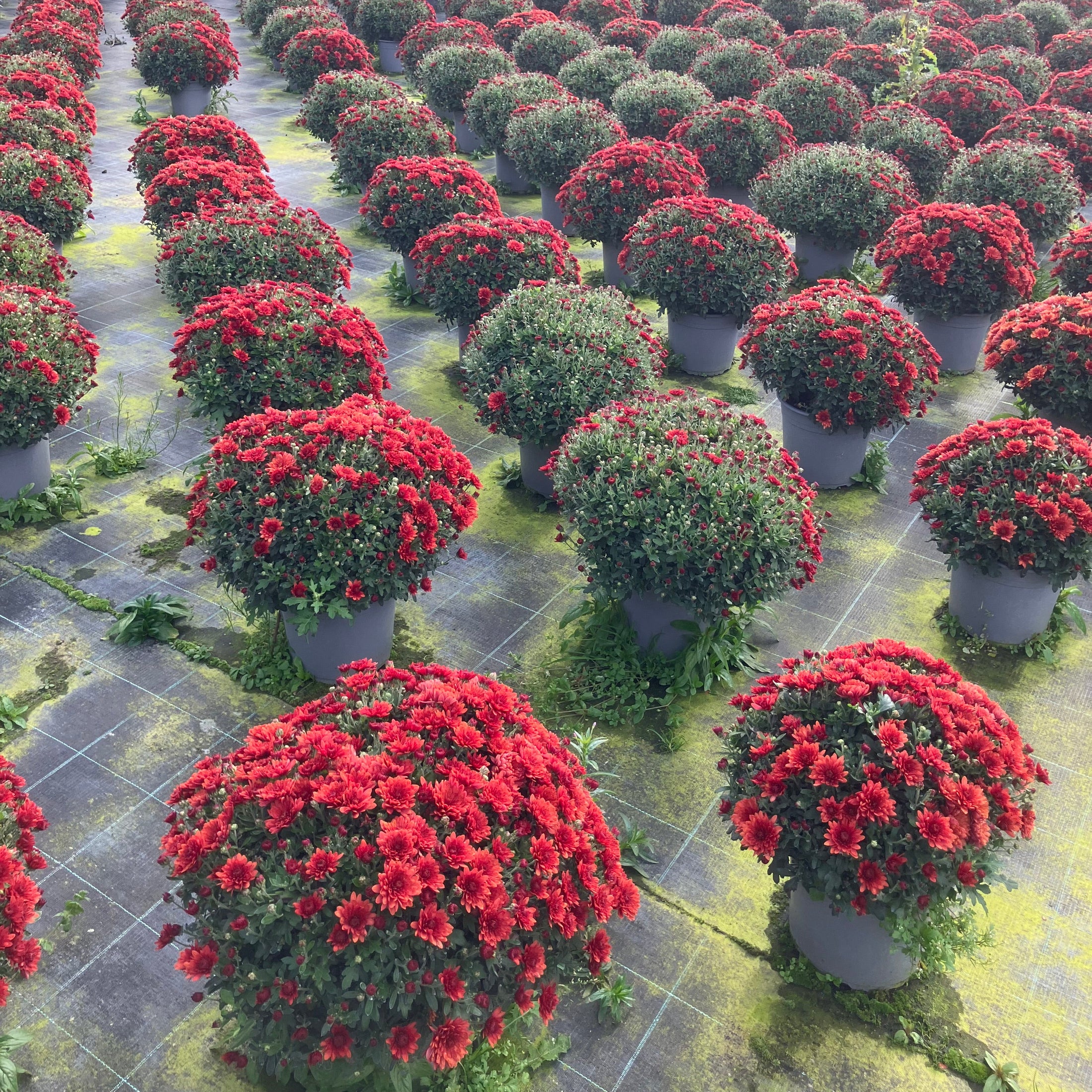 Chrysantemum – store kugleformede efterårsblomster i valgfri farve