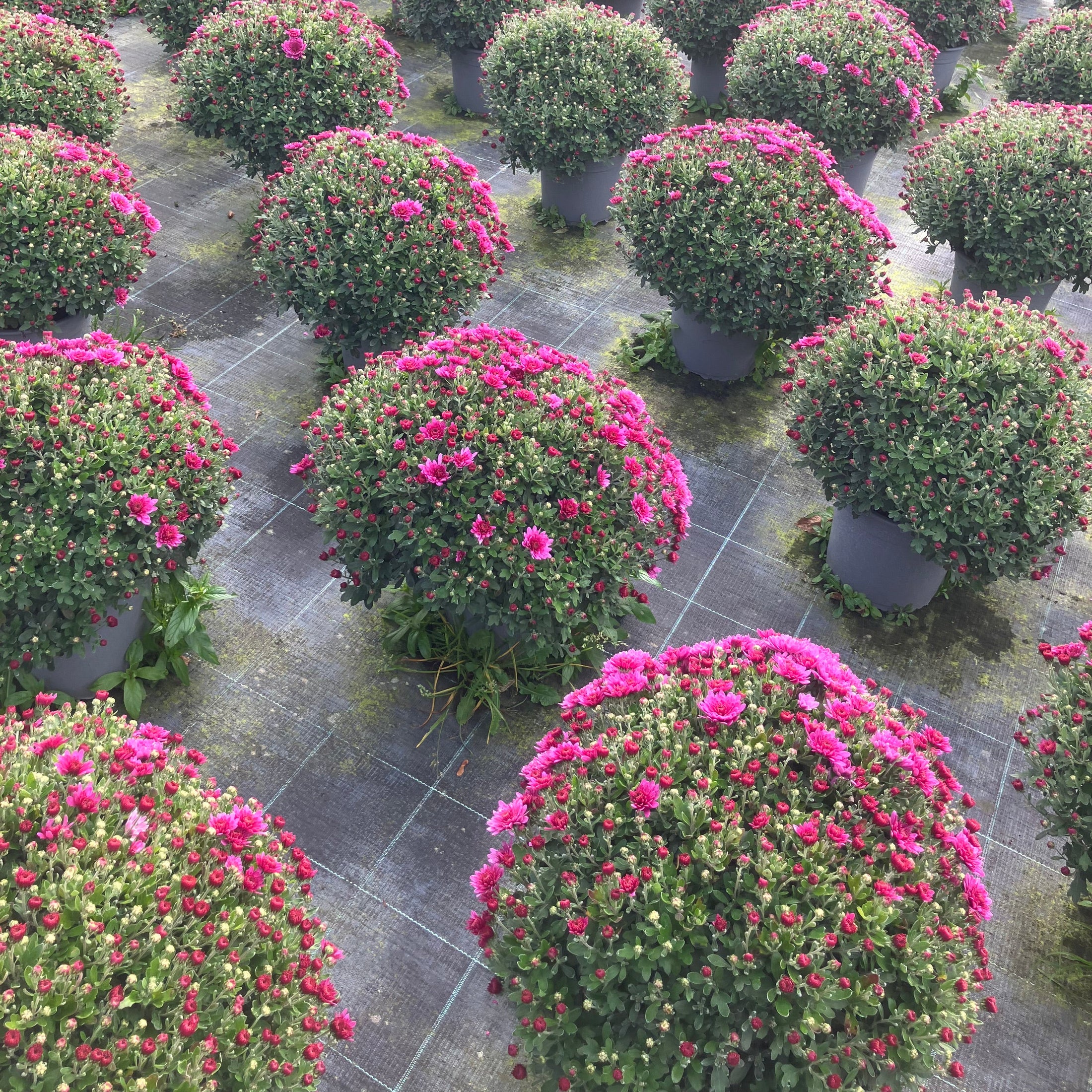 Chrysantemum – store kugleformede efterårsblomster i valgfri farve