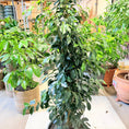 Indlæs billede i gallerivisning, Second Hand Benjamins Figen – Ficus Benjamina 170 cm i Genbrugskrukke