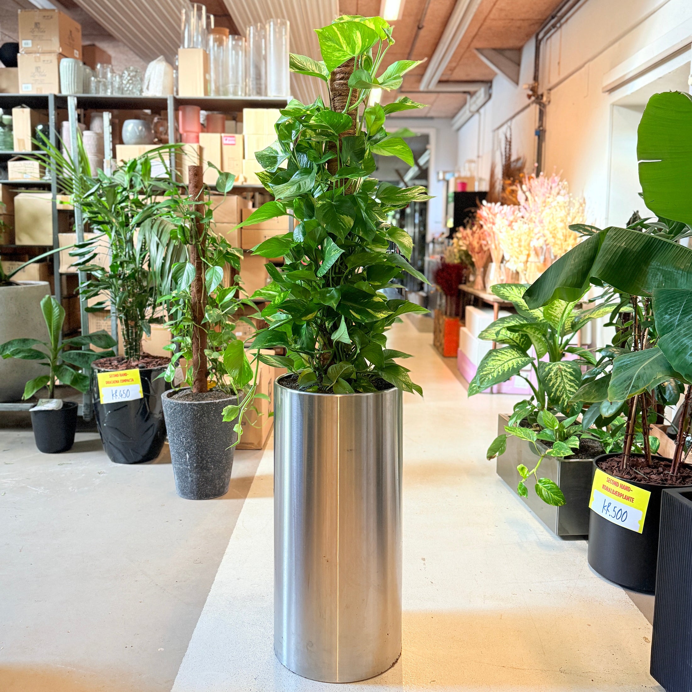 Epipremnum aureum (Guldranke / Pothos) – 170 cm høj Second Hand plante i sølvkrukke