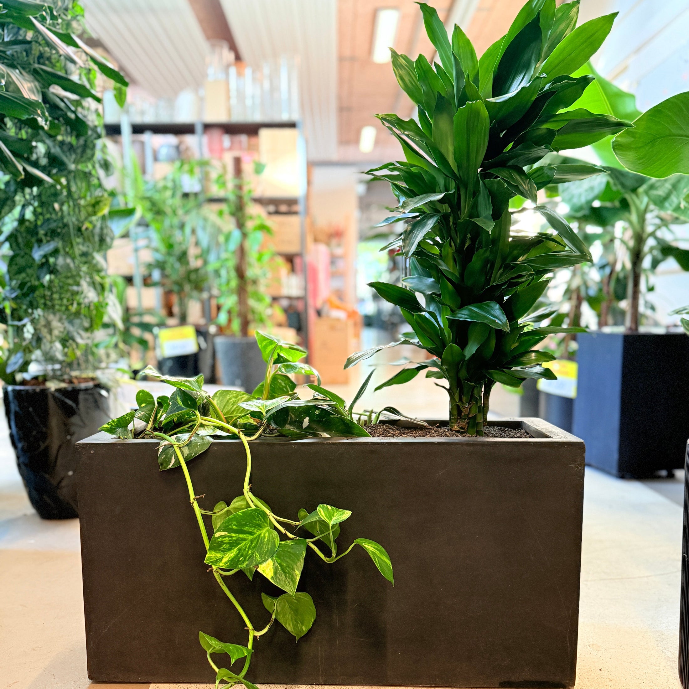 Dracaena fragrans og Epipremnum aureum – 110 cm høj plantekombination i sort krukke