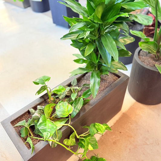 Dracaena fragrans og Epipremnum aureum – 110 cm høj plantekombination i sort krukke