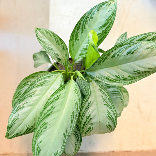 Aglaonema ‘Silver Bay’ – 55 cm høj Second Hand plante i sølvkrukke