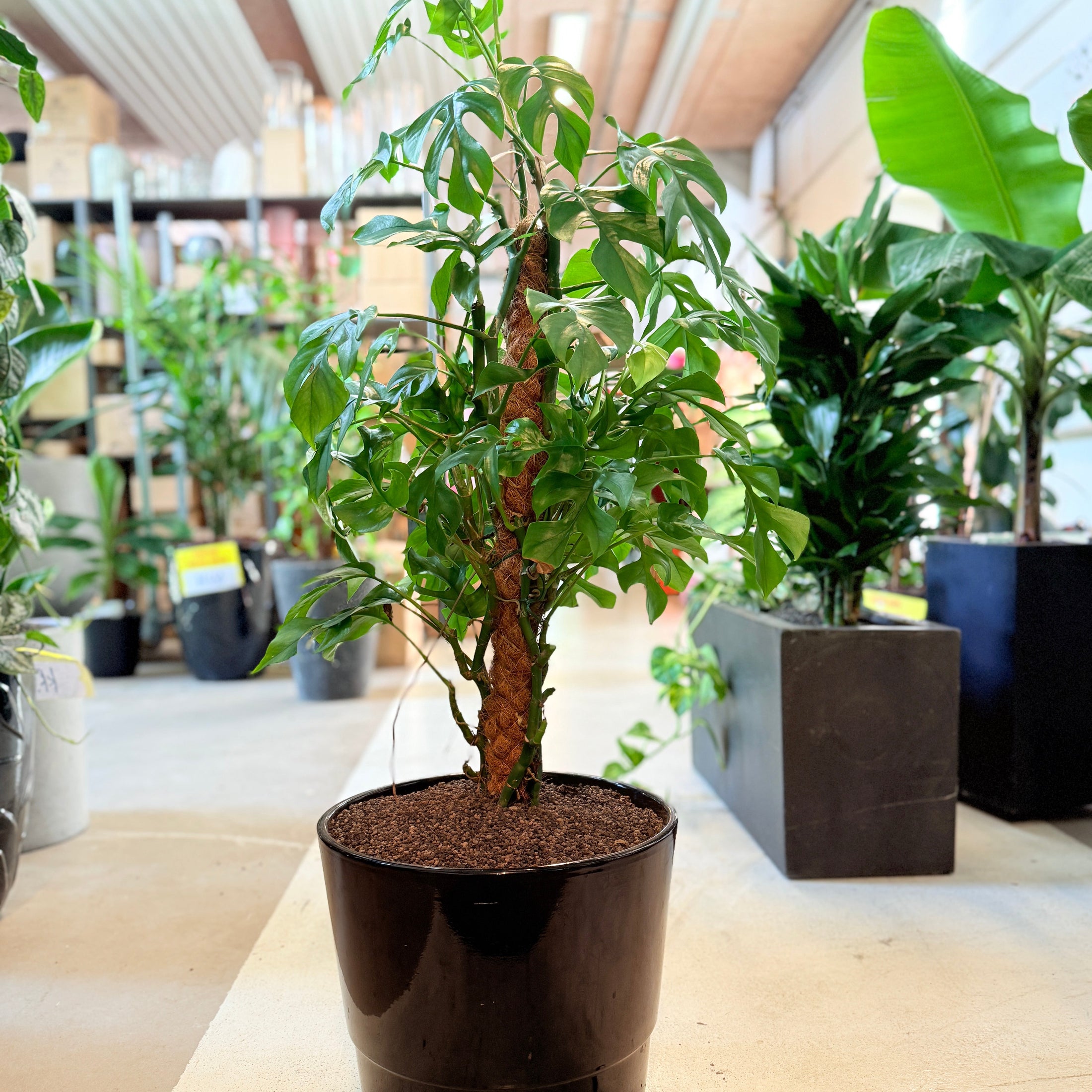 Mini Monstera (Rhaphidophora tetrasperma) – 120 cm høj Second Hand plante i sort krukke