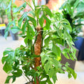 Indlæs billede i gallerivisning, Mini Monstera (Rhaphidophora tetrasperma) – 120 cm høj Second Hand plante i sort krukke