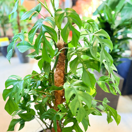 Mini Monstera (Rhaphidophora tetrasperma) – 120 cm høj Second Hand plante i sort krukke