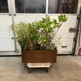Indlæs billede i gallerivisning, Udendørs plantekumme i cortenstål – 115 cm høj (inkl. planter)