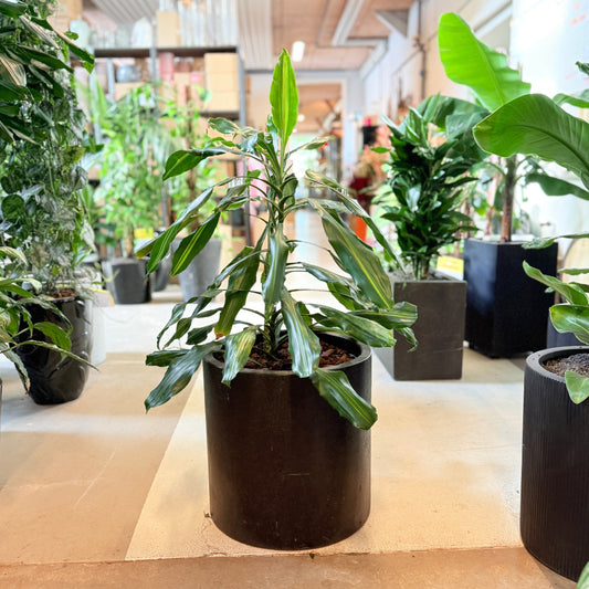 Dracæna (Dracaena fragrans ‘Compacta’) – 100 cm høj Second Hand plante i sort krukke