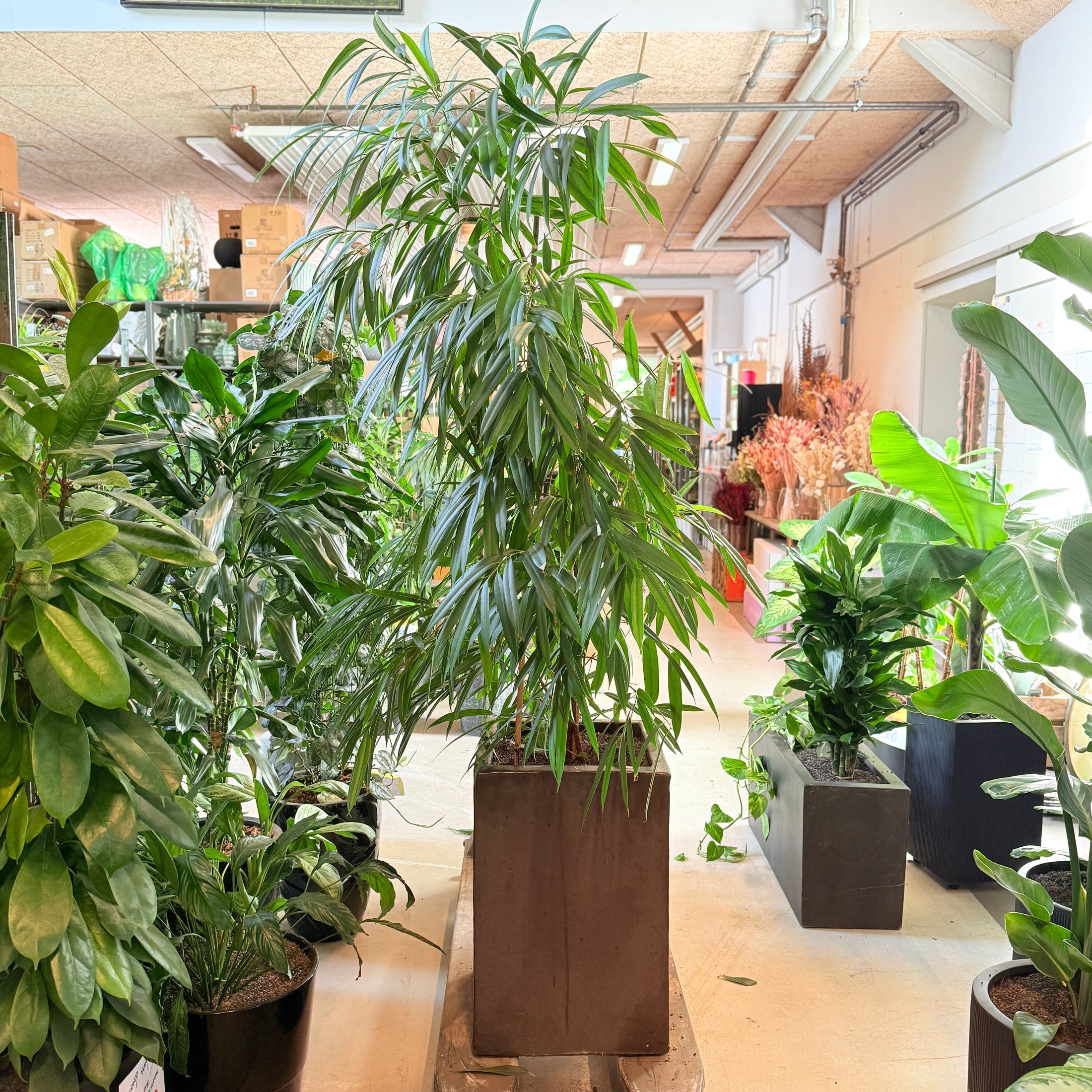 binnendijkii ‘Amstel King’ – 200 cm høj Second Hand plante i sort krukke