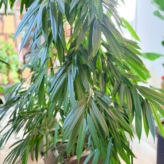 binnendijkii ‘Amstel King’ – 200 cm høj Second Hand plante i sort krukke