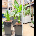 Indlæs billede i gallerivisning, Paradisfuglplante – Second Hand Genbrugsplante 170 cm i Sort Krukke