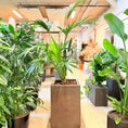 Indlæs billede i gallerivisning, Kentia-palme (Howea forsteriana) – 180 cm høj Second Hand plante i sort krukke