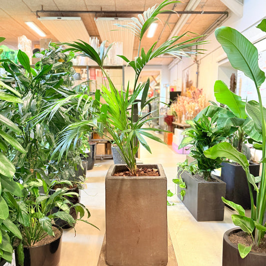 Kentia-palme (Howea forsteriana) – 180 cm høj Second Hand plante i sort krukke