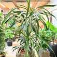 Indlæs billede i gallerivisning, Dracaena reflexa – 170 cm høj Second Hand plante i cementkrukke