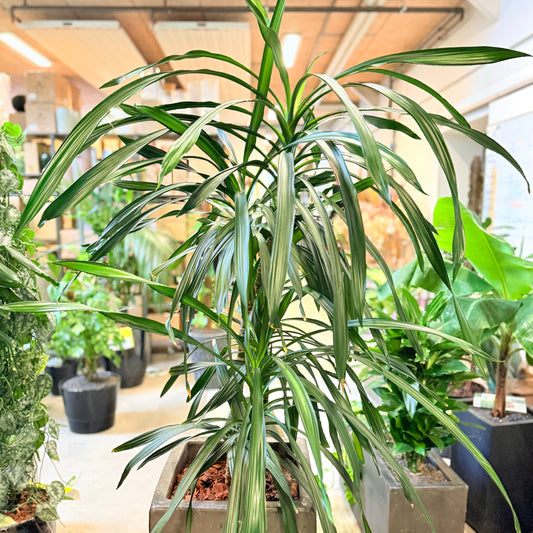 Dracaena reflexa – 170 cm høj Second Hand plante i cementkrukke