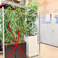 Indlæs billede i gallerivisning, Paraplyplante – Second Hand Genbrugsplante 230 cm i Plantekasse