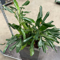 Indlæs billede i gallerivisning, Dracaena fragrans (Kornplante) – 90 cm høj Second Hand plante i cementkrukke