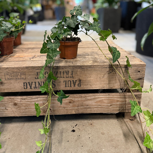 Egeføj (Hedera colchica) – vintergrøn klatre- og bunddækkeplante (mængderabat)