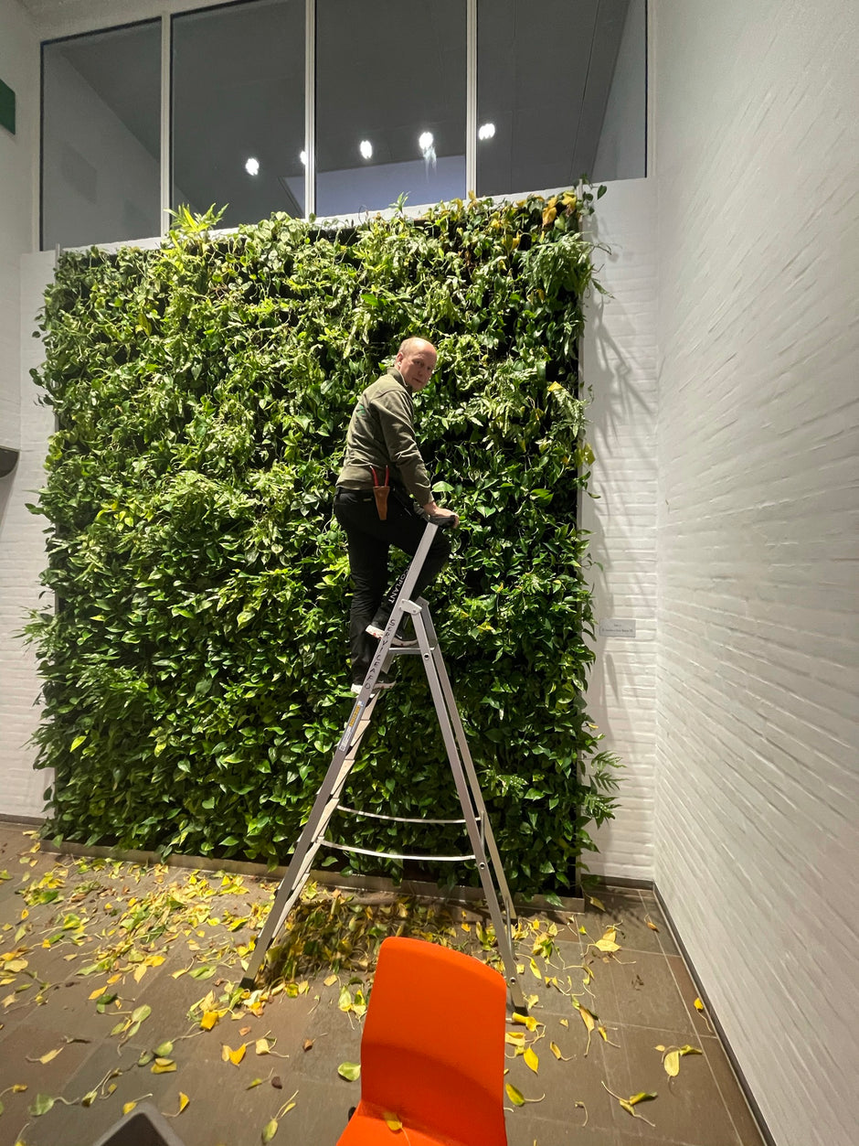 Indeklima forbedres med kontorplanter og plantepasningsservice i Århus og omegn