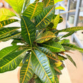 Indlæs billede i gallerivisning, Kroton (Codiaeum variegatum) i naturkrukke – ca. 60 cm høj