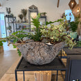 Indlæs billede i gallerivisning, Second Hand Sukkulenter – Naturligt Plantearrangement i Rå Cementskål