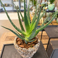 Indlæs billede i gallerivisning, Second Hand Aloe Vera – Skulpturel Genbrugsplante i Rå Cementkrukke