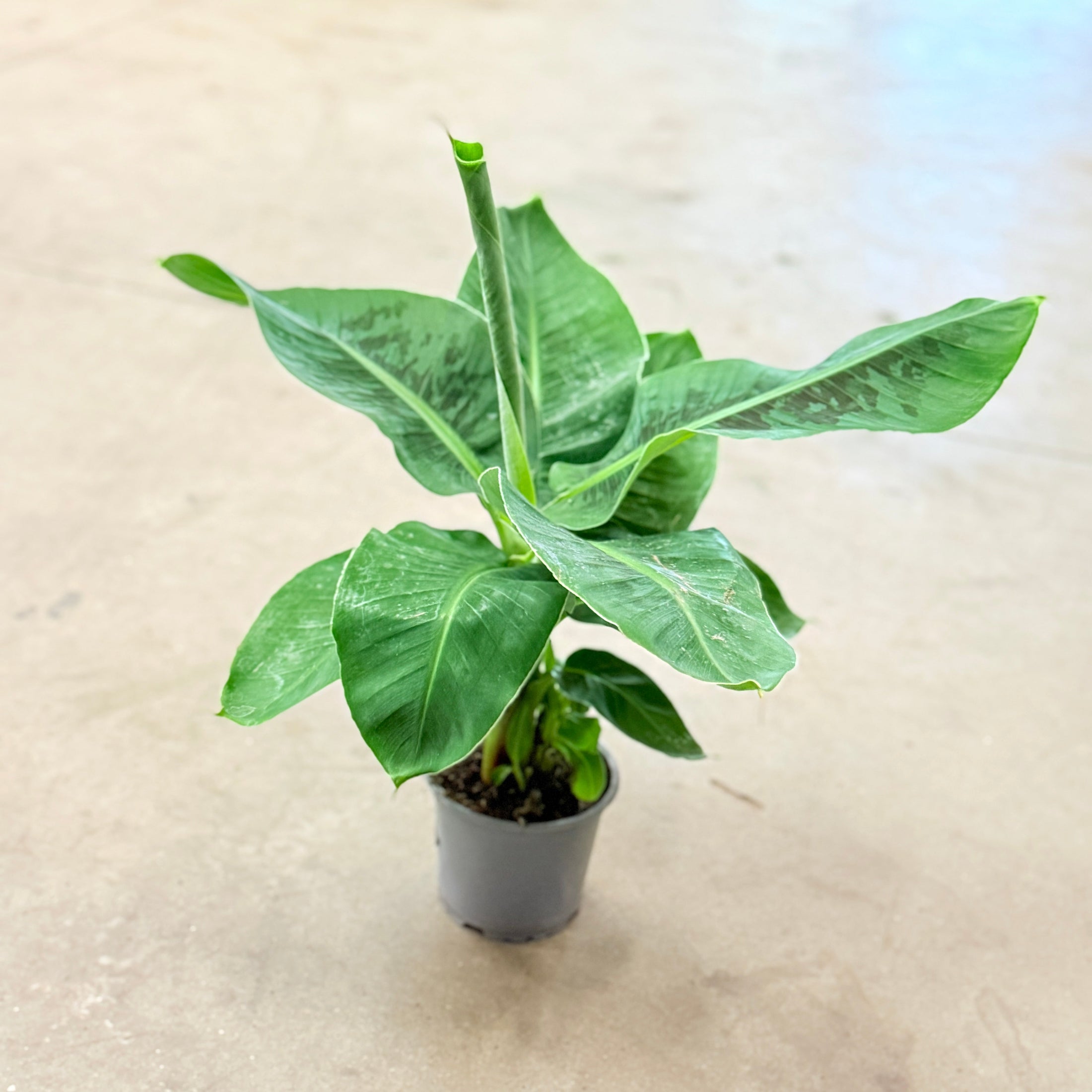 Bananplante (Musa tropicana) – 40-45 cm høj i vækstpotte Ø12 cm
