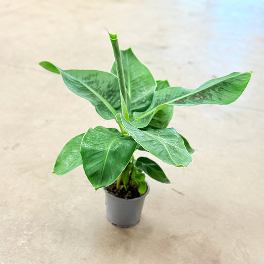 Bananplante (Musa tropicana) – 40-45 cm høj i vækstpotte Ø12 cm