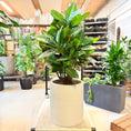 Indlæs billede i gallerivisning, Kroton (Codiaeum variegatum) – 120 cm høj i lys krukke