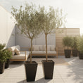 Indlæs billede i gallerivisning, Oliventræer (Olea europaea) – 2 stk. i sorte terrazzo-krukker