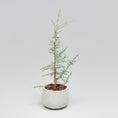Indlæs billede i gallerivisning, Atlasceder (Cedrus atlantica ‘Glauca’) – 170-180 cm høj i lys cementkrukke