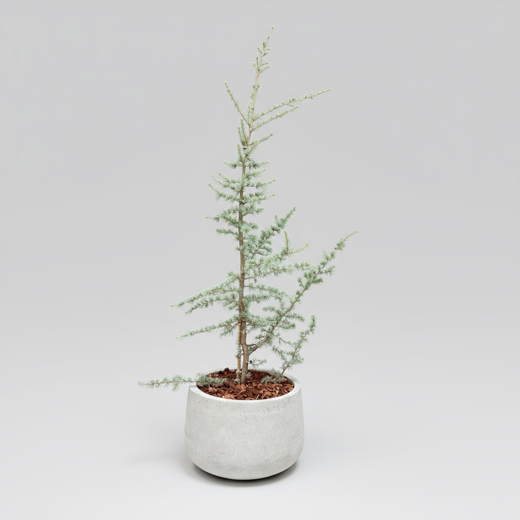 Atlasceder (Cedrus atlantica ‘Glauca’) – 170-180 cm høj i lys cementkrukke