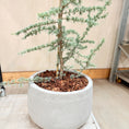 Indlæs billede i gallerivisning, Atlasceder (Cedrus atlantica ‘Glauca’) – 170-180 cm høj i lys cementkrukke