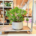 Indlæs billede i gallerivisning, Pengetræ (Crassula ovata 'Gollum Jade') – 90 cm høj i lys grå krukke