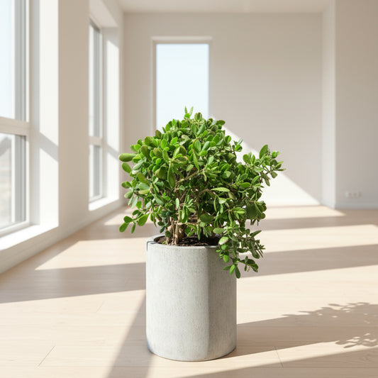 Pengetræ (Crassula ovata) – 110 cm høj i lys grå cemnet krukke