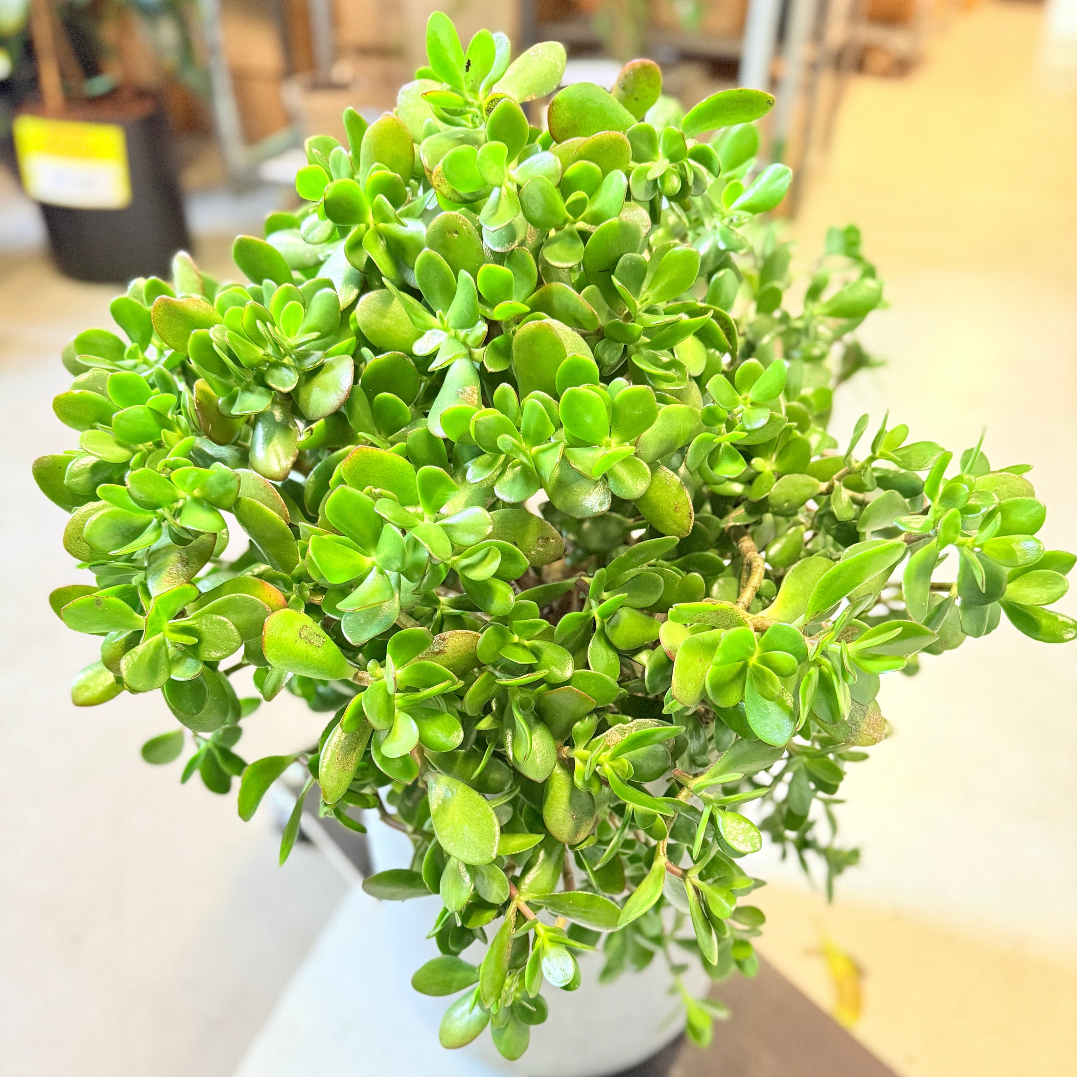 Pengetræ (Crassula ovata) – 110 cm høj i lys grå cemnet krukke