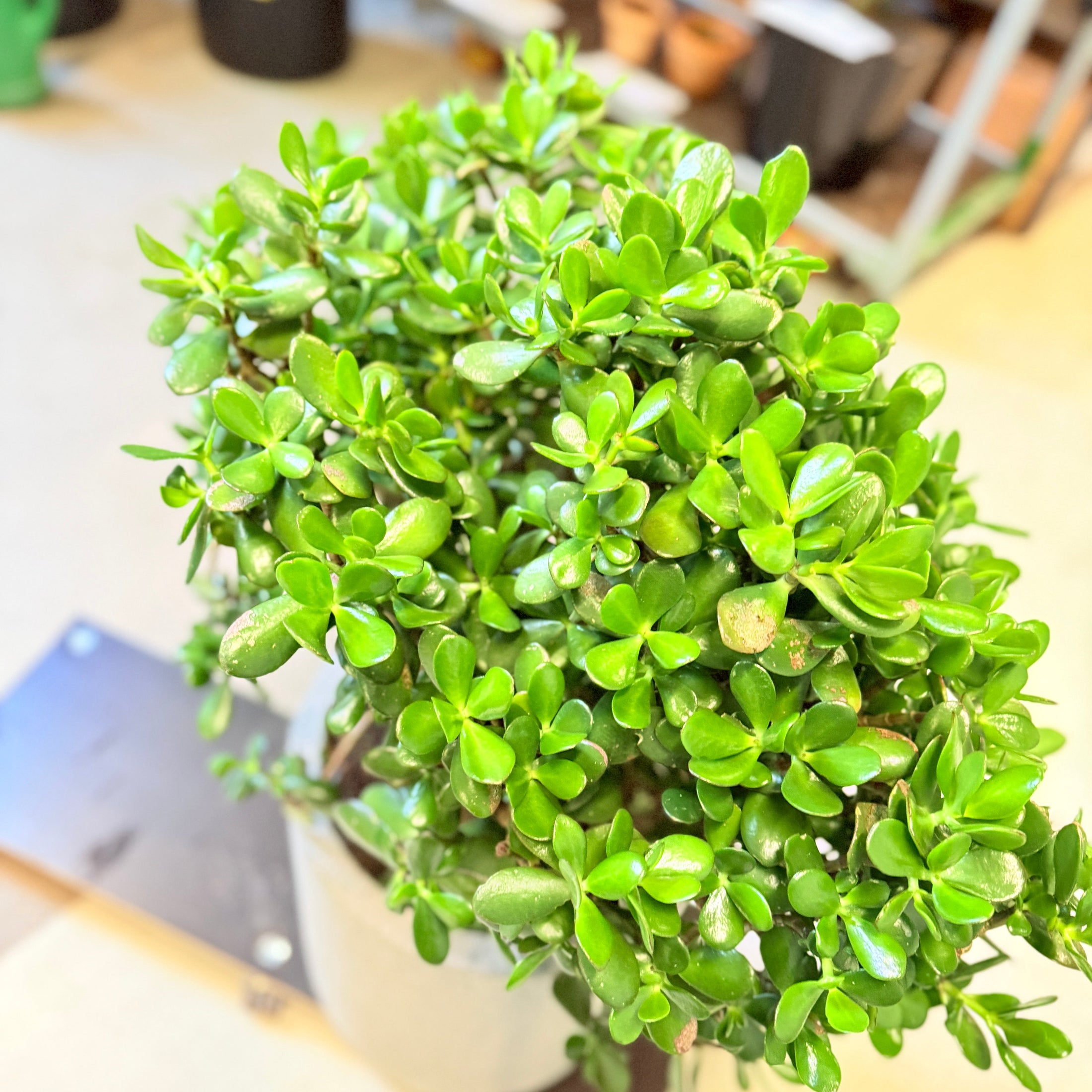 Pengetræ (Crassula ovata) – 100 cm høj i lysgrå cementkrukke