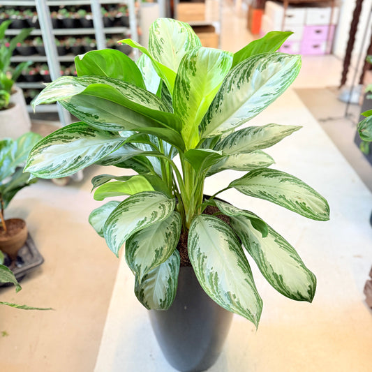 Aglaonema (Chinese Evergreen) – 110 cm høj i sort glanskrukke
