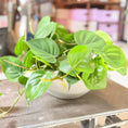 Indlæs billede i gallerivisning, Second Hand Hjertefilodendron i Cementskål – Frodig Genbrugsplante (Philodendron scandens)