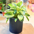 Indlæs billede i gallerivisning, Second Hand Fløjlsfilodendron i Sort Rillet Krukke – Eksklusiv Genbrugsplante (Philodendron 'Birkin')