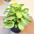 Indlæs billede i gallerivisning, Second Hand Fløjlsfilodendron i Sort Rillet Krukke – Eksklusiv Genbrugsplante (Philodendron 'Birkin')