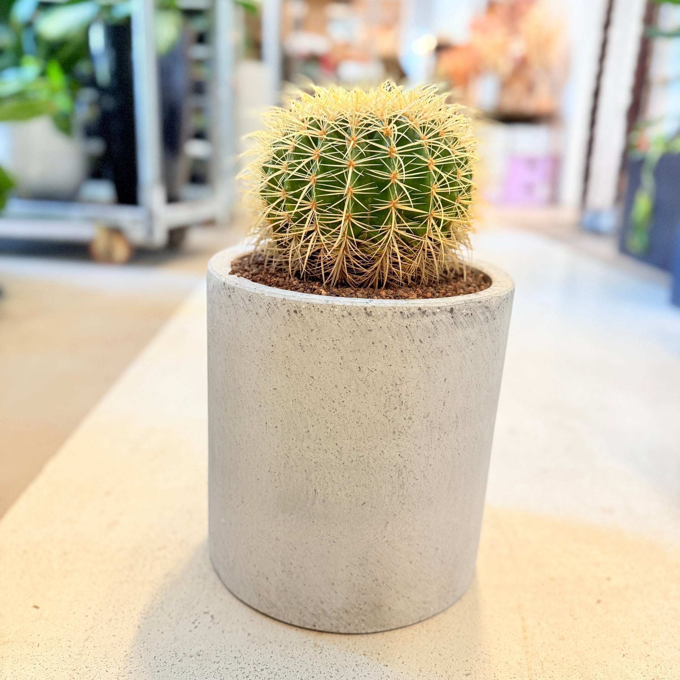 Guldkuglekaktus (Echinocactus grusonii) – 40 cm høj i lysgrå cementkrukke