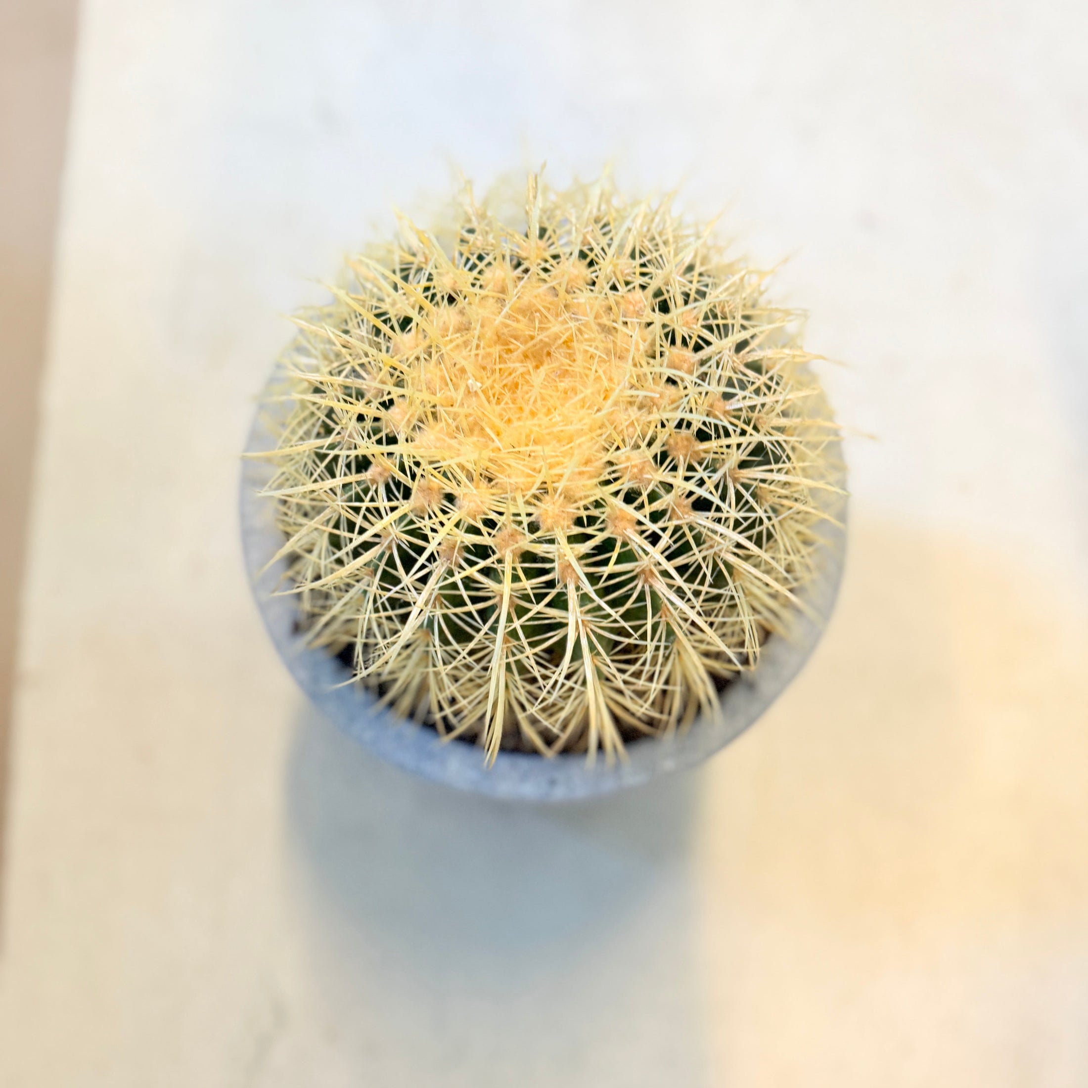 Guldkuglekaktus (Echinocactus grusonii) – 40 cm høj i lysgrå cementkrukke
