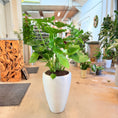Indlæs billede i gallerivisning, Fingerphilodendron (Monstera deliciosa) – 120 cm høj i hvid krukke