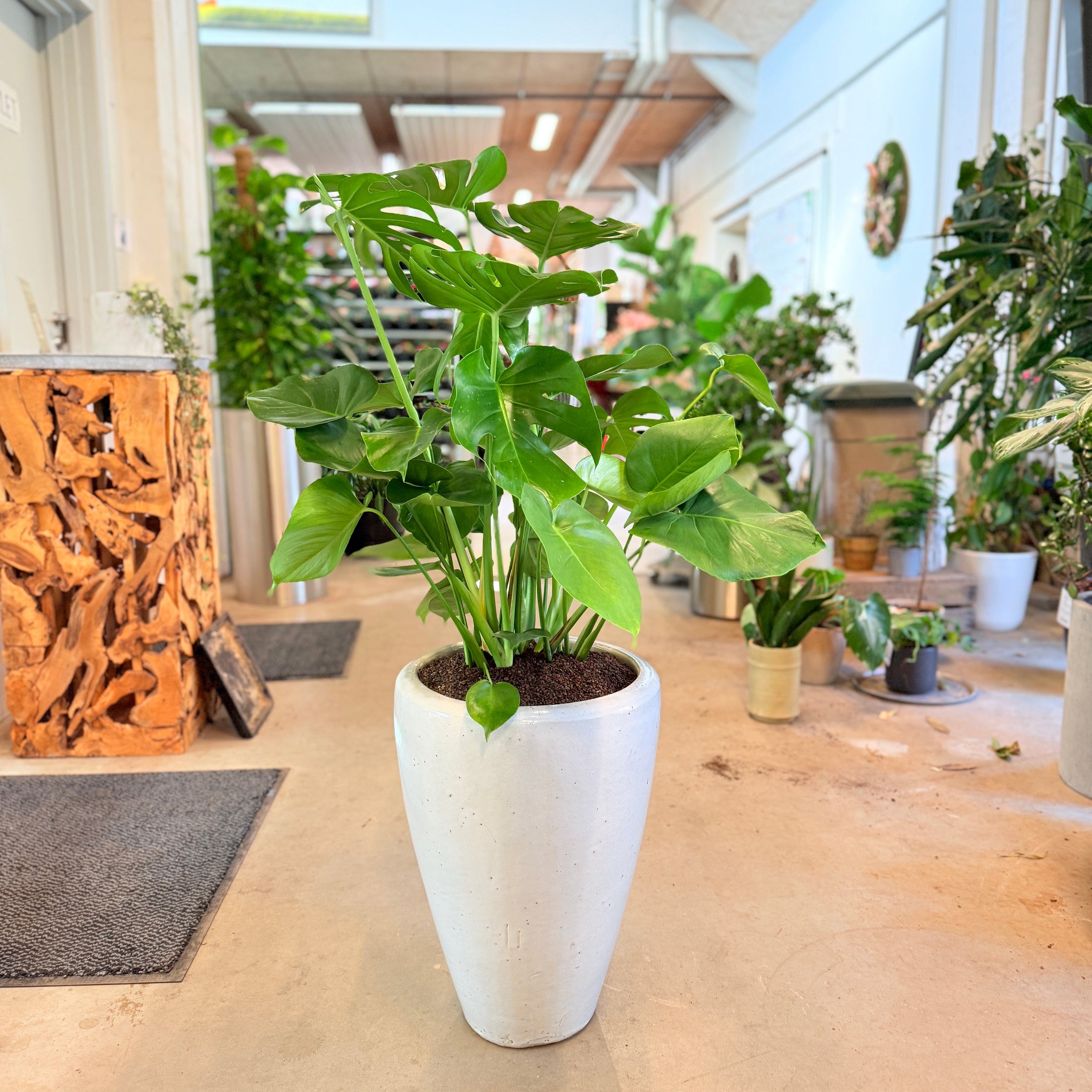 Fingerphilodendron (Monstera deliciosa) – 120 cm høj i hvid krukke